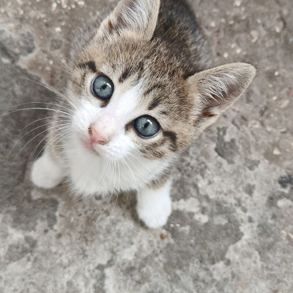 Котята