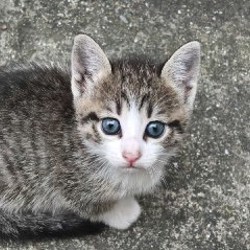 Котята - фото 2