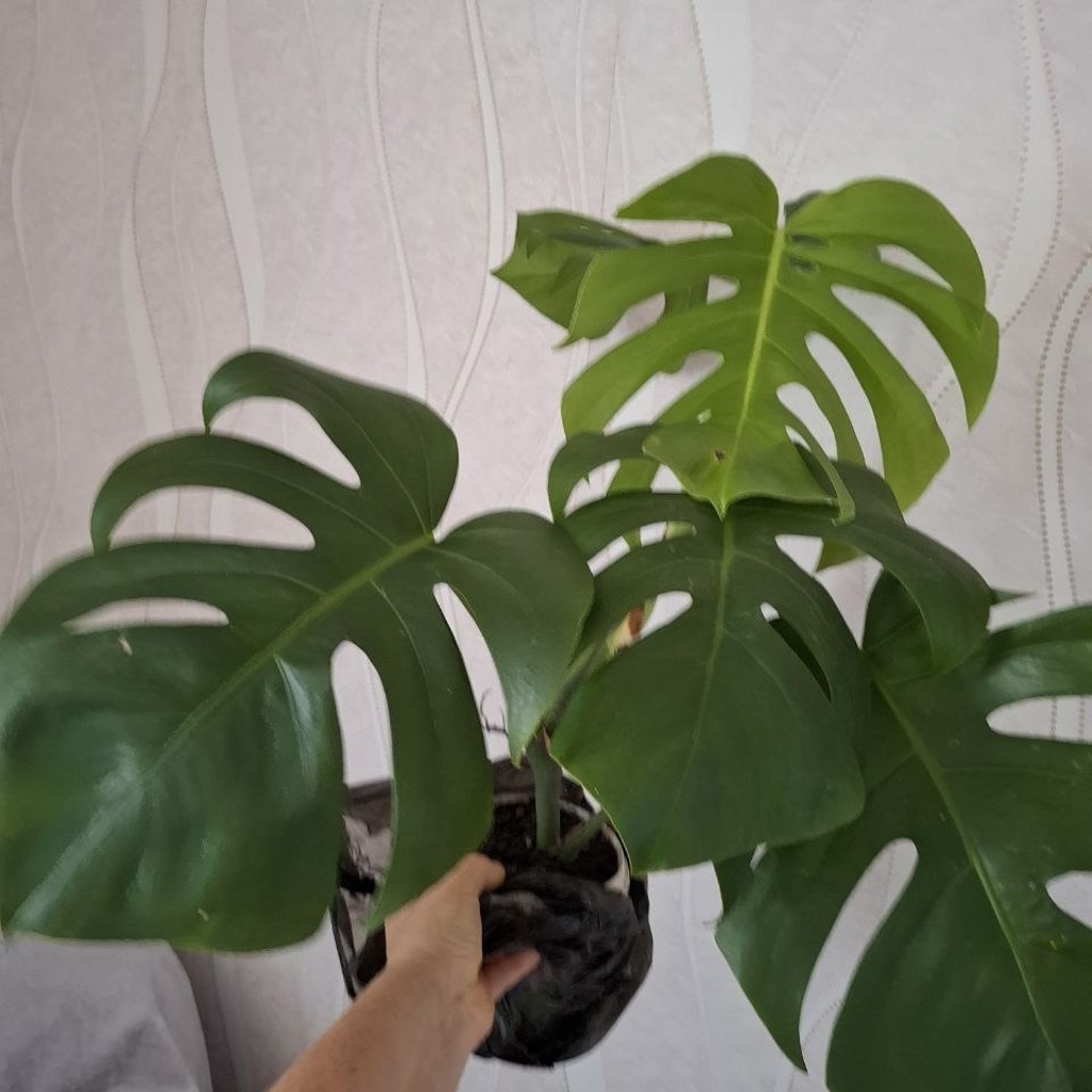 Плющ