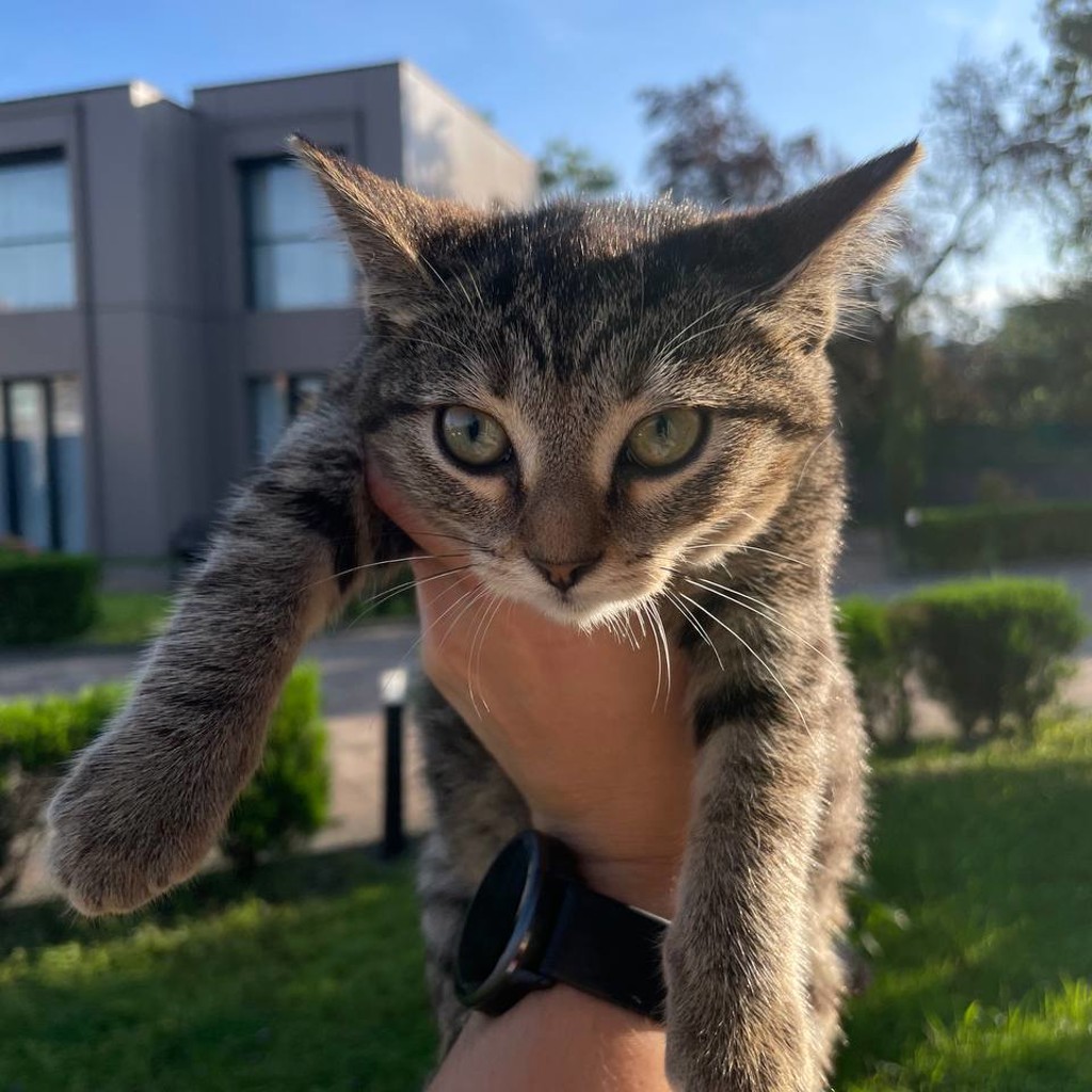 Котёнок