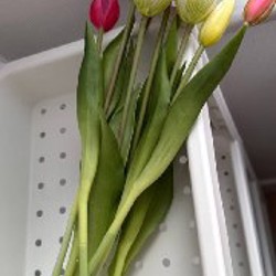 Тюльпаны - фото 3