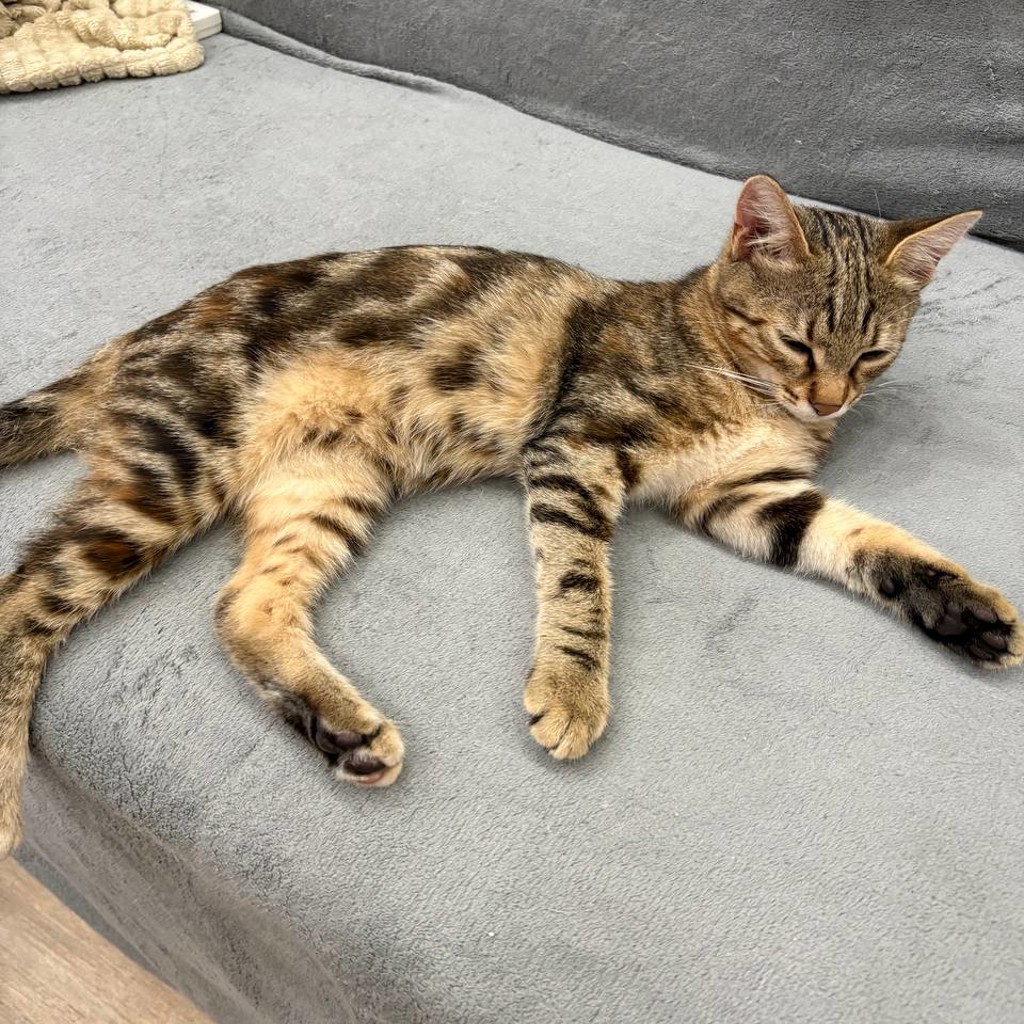 Кошка Хлоя