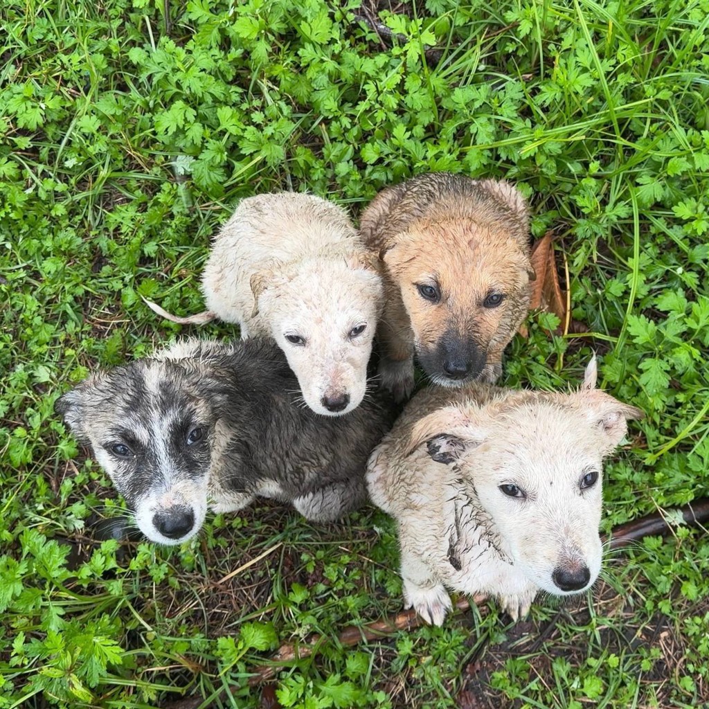 Щенки