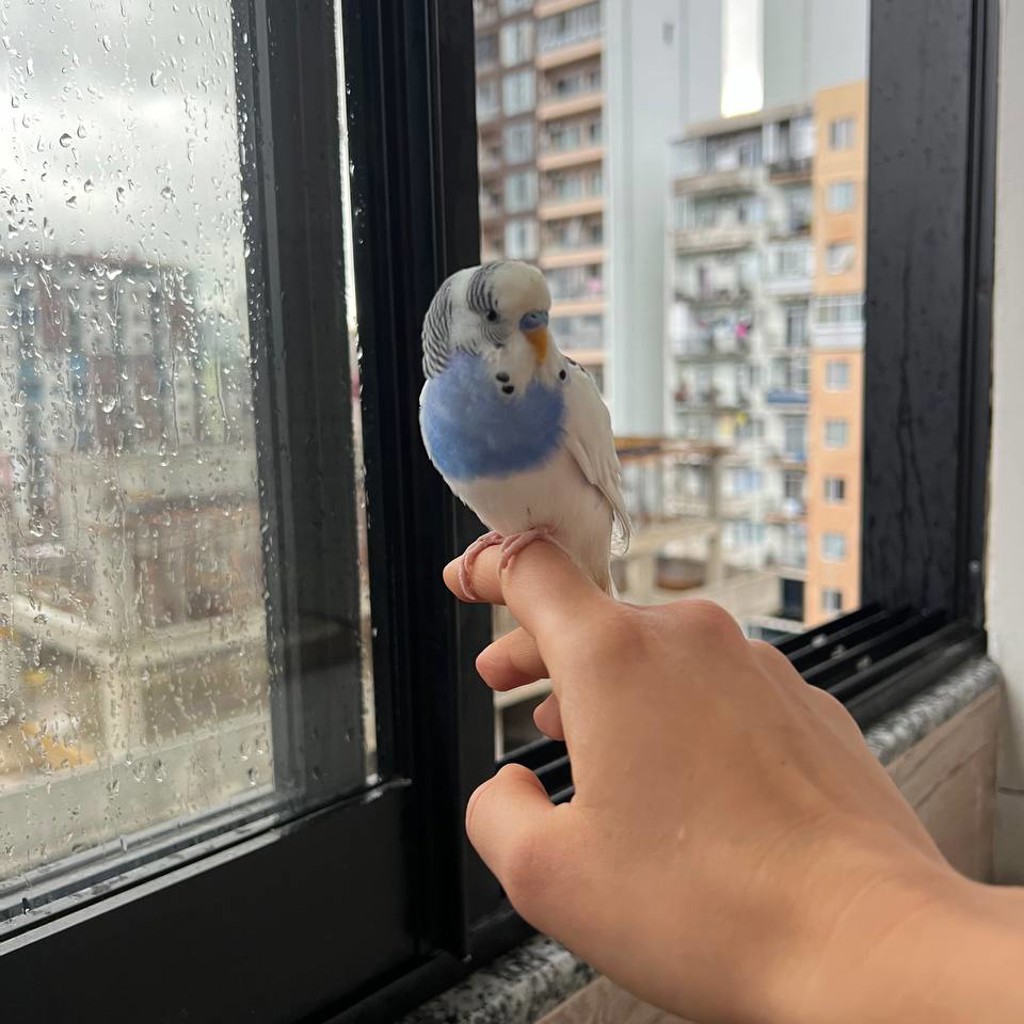 Попугай