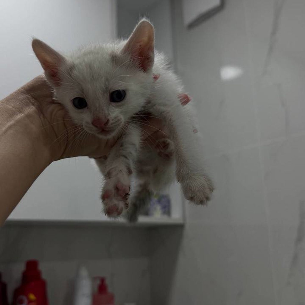 Котята