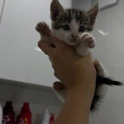 Котята - фото 2