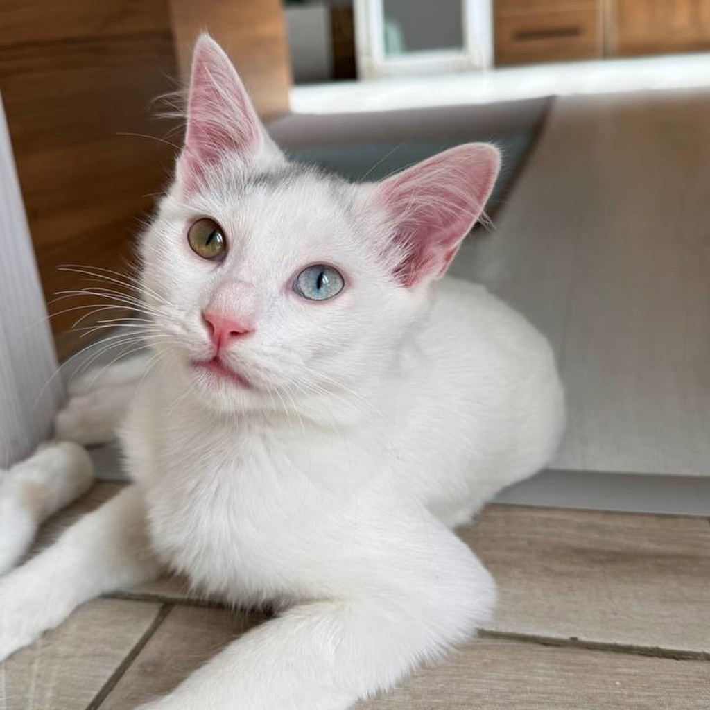 Котёнок