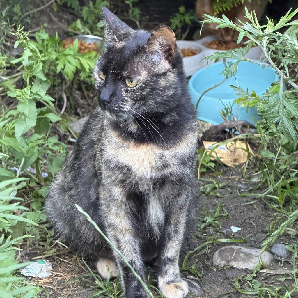Кошка
