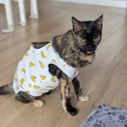Кошка - фото 2
