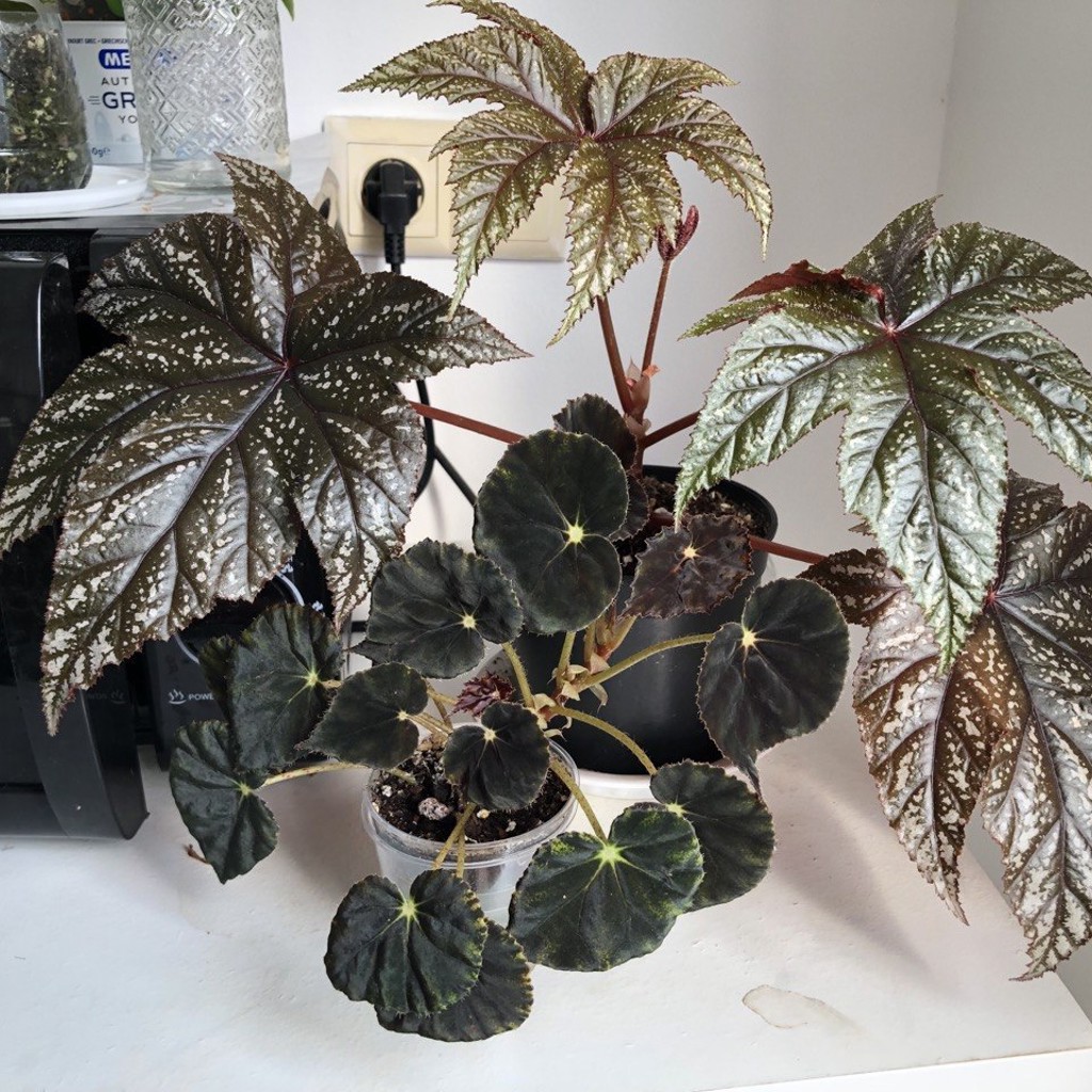 Бегония Mazae Nigricans