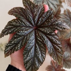 Бегония Mazae Nigricans - фото 2