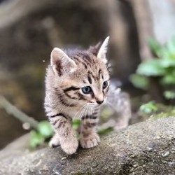 Котята - фото 3