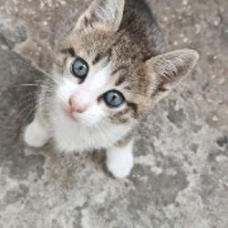 Котята - фото 4