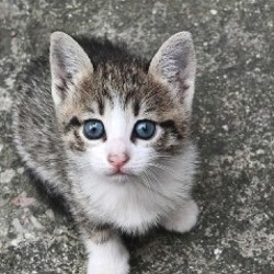 Котята - фото 5