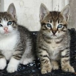 Котята - фото 9