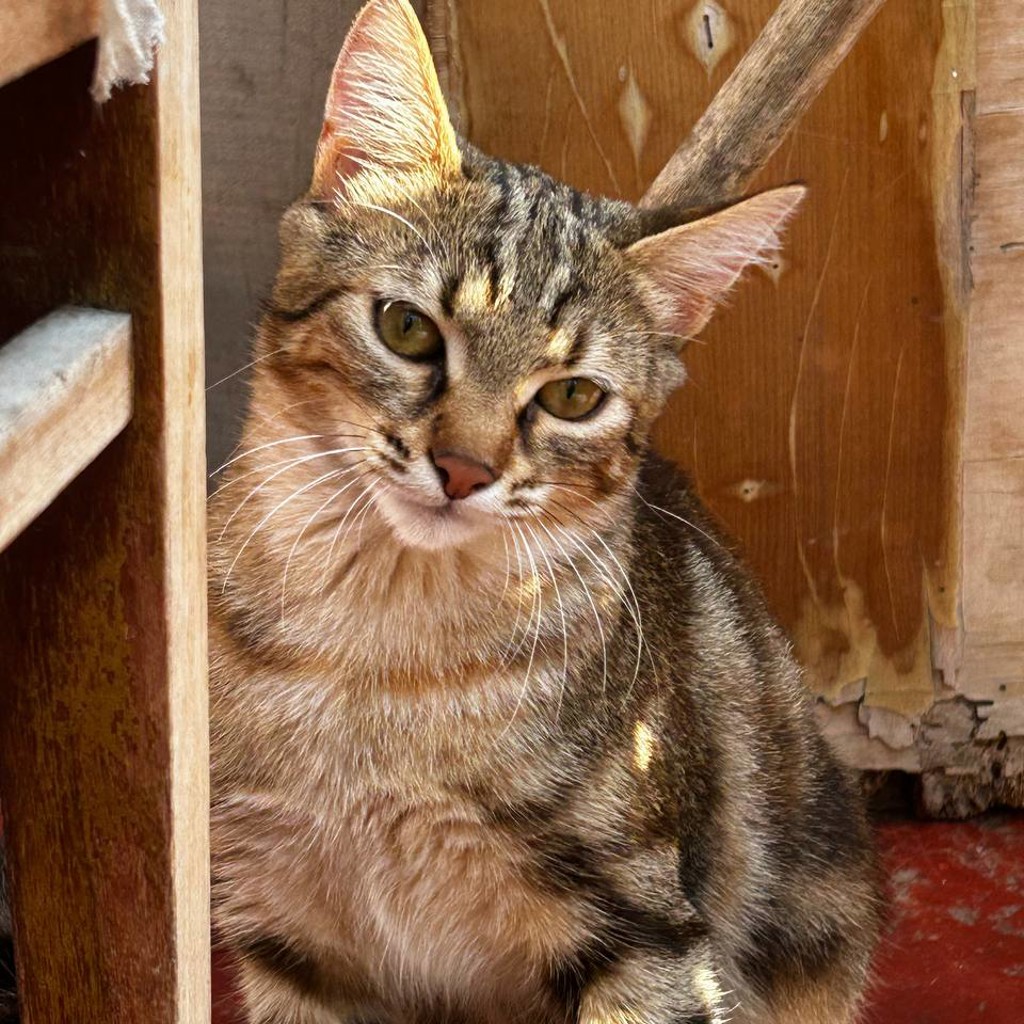Кошка Хлоя