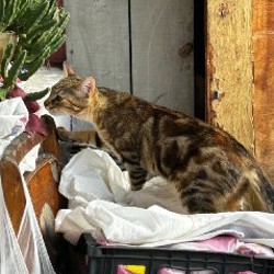 Кошка Хлоя - фото 2