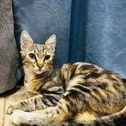 Кошка Хлоя - фото 4