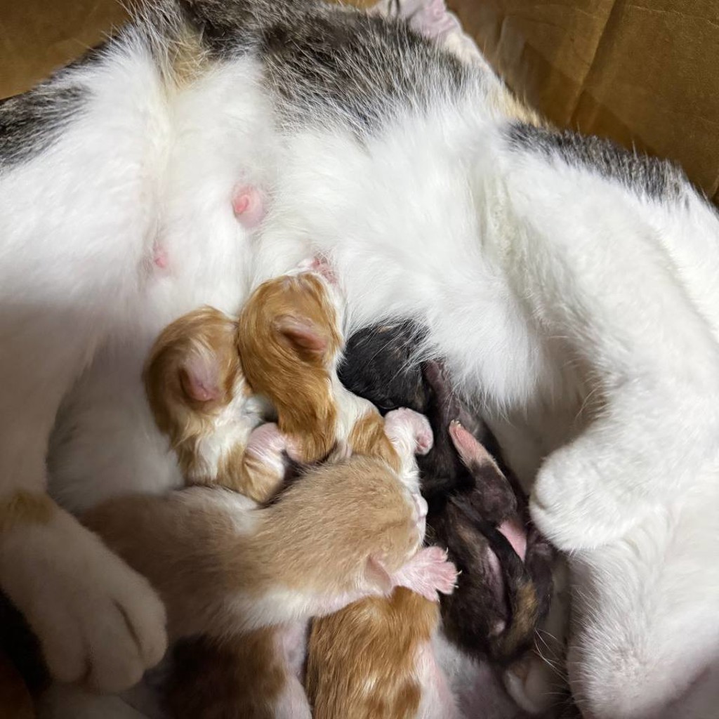 Котята