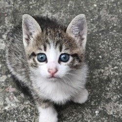 Котята - фото 4