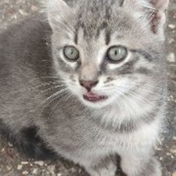 Котята - фото 6