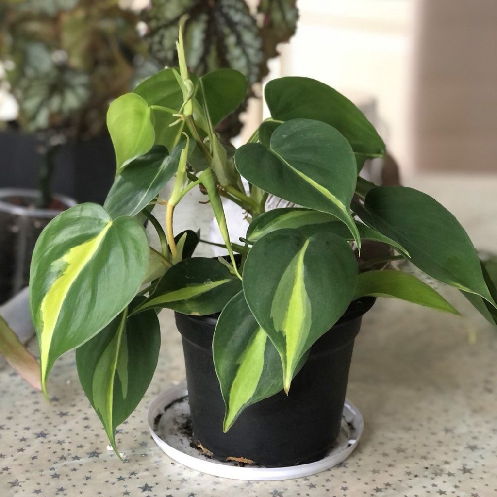Филодендрон scandens brasil