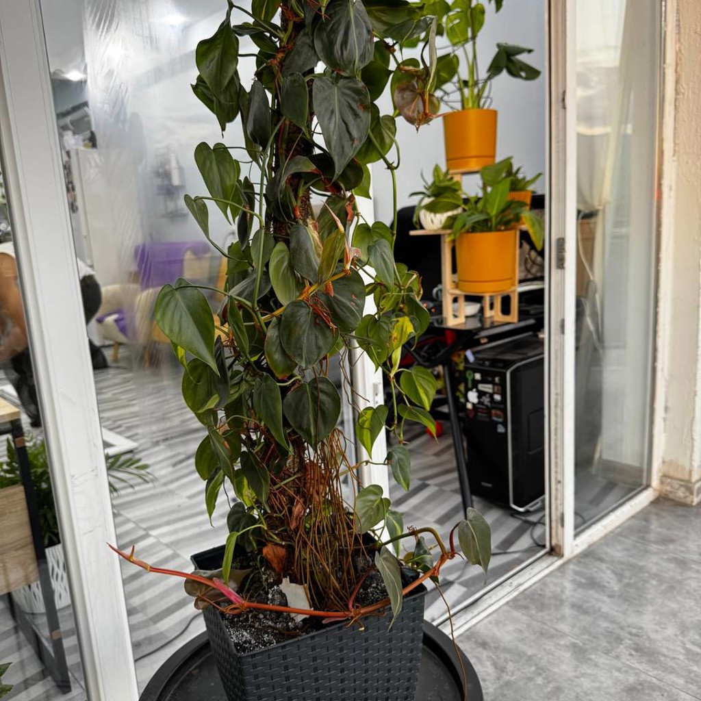Филодендрон scandens brasil