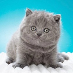 Котята британской породы - фото 2