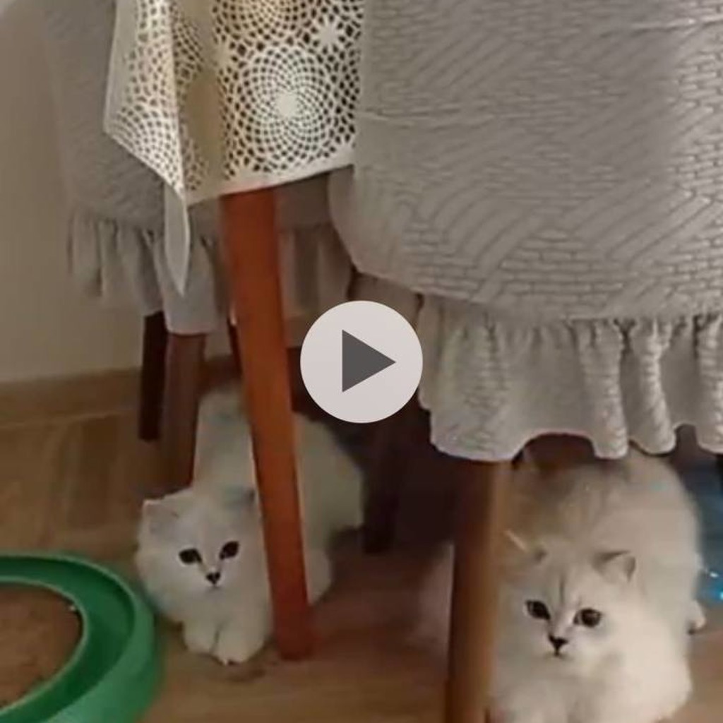 Котёнок Мия