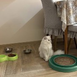 Котёнок Мия - фото 2