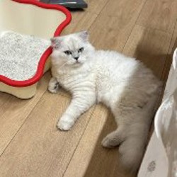 Котёнок Мия - фото 3