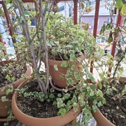 Адаптированные уличные и балконные цветы - фото 3