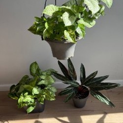 Комнатные растения - фото 1