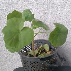 Герань (пеларгония) - фото 2