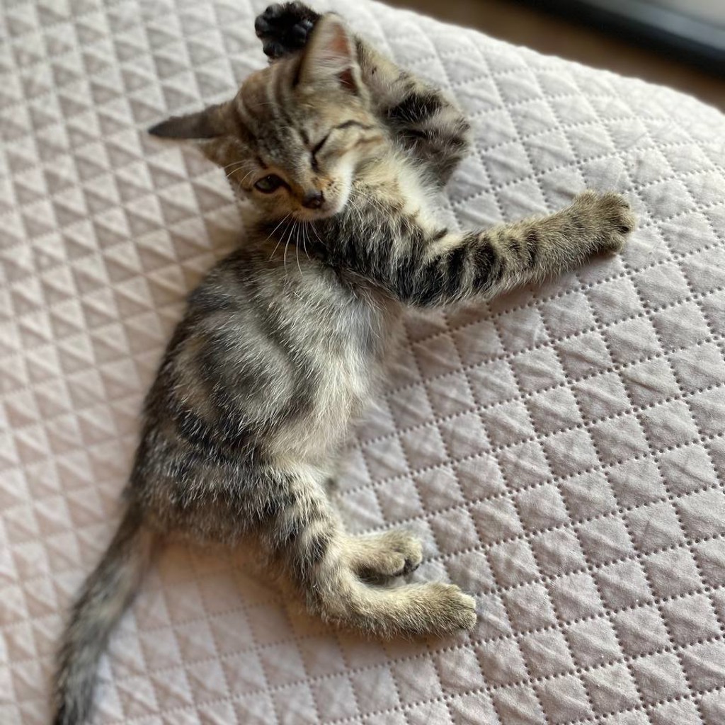 Котенок