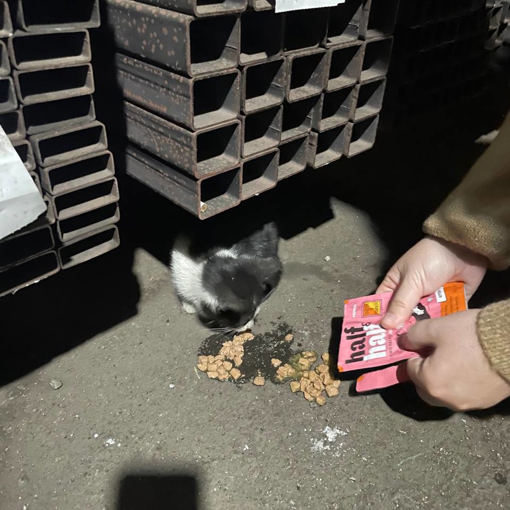 Котёнок