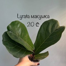 Хойя - фото 9