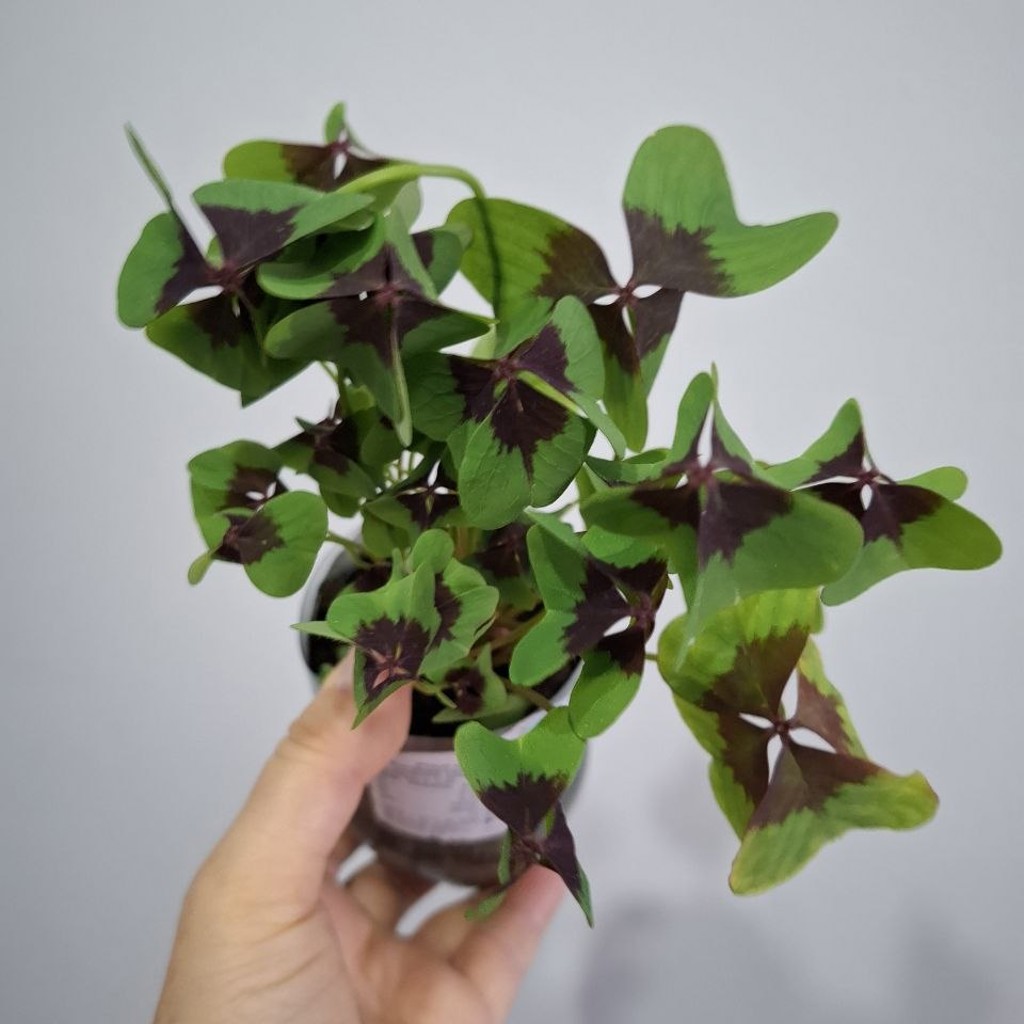 Суккуленты