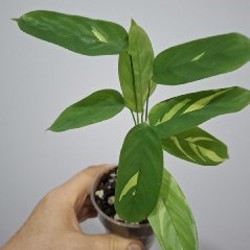 Суккуленты - фото 9