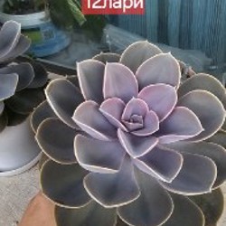Женская косуха из натуральной кожи - фото 1