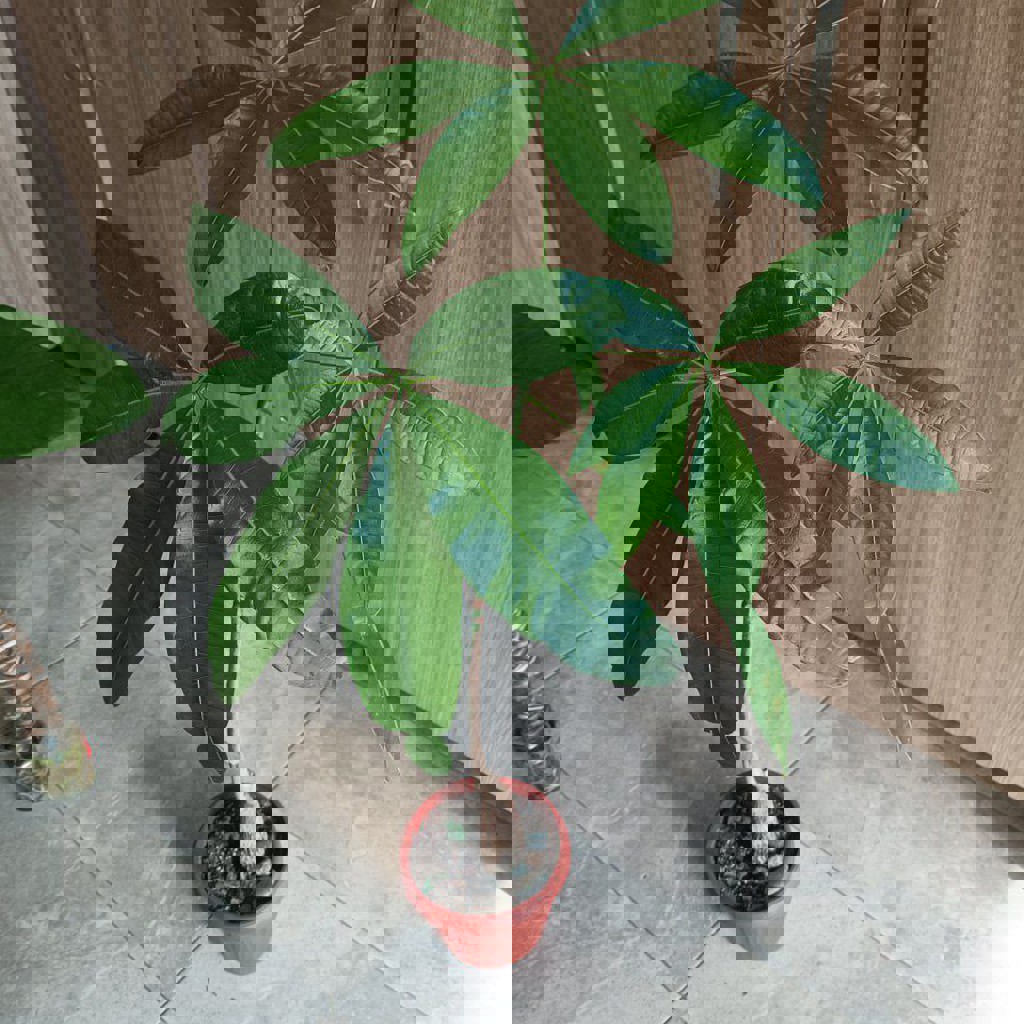 Аглаонема First Diamond