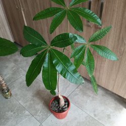 Аглаонема First Diamond - фото 1