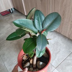 Аглаонема First Diamond - фото 3