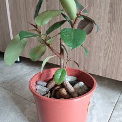 Аглаонема First Diamond - фото 4