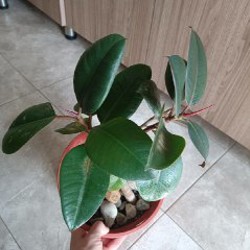 Аглаонема First Diamond - фото 5