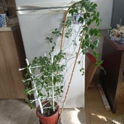 Аглаонема First Diamond - фото 6