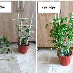 Аглаонема First Diamond - фото 7