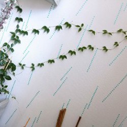 Аглаонема First Diamond - фото 8