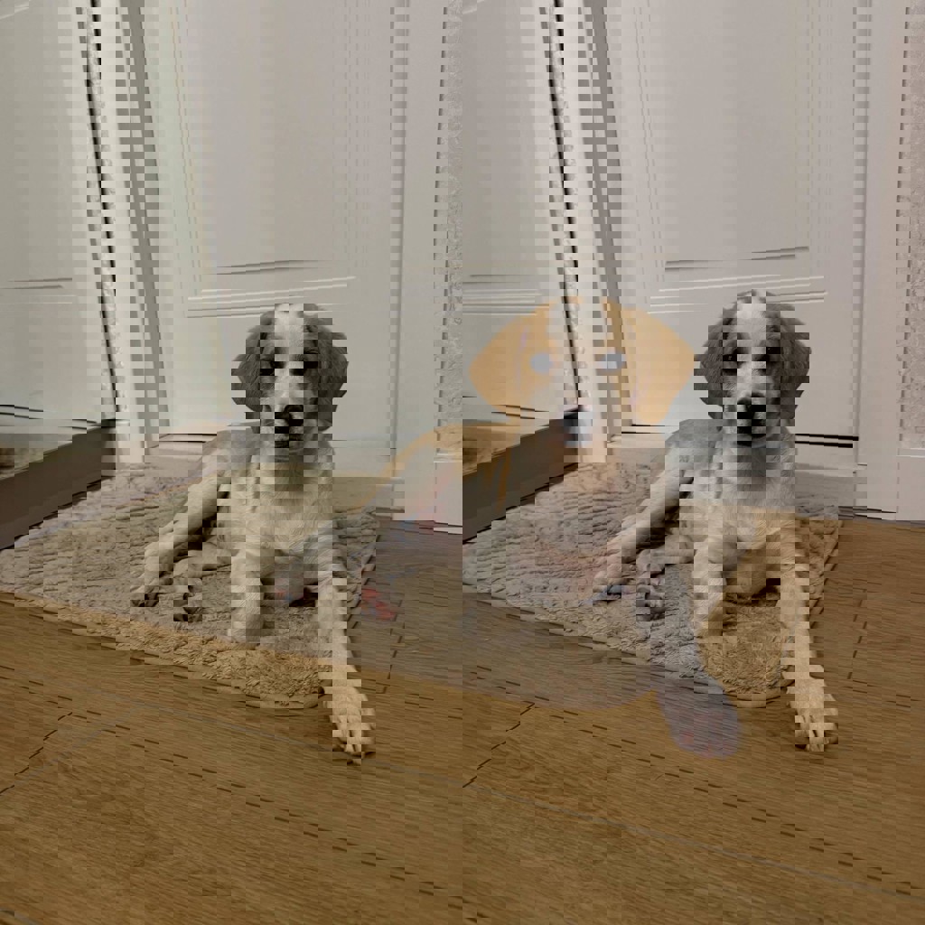 Щенок-девочка