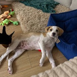 Щенок-девочка - фото 2